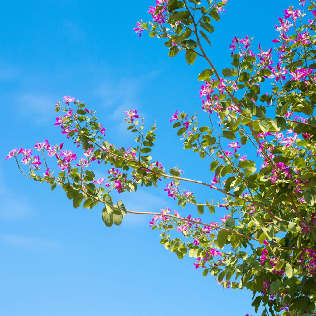 Bauhinia purpurea - Orchideenbaum