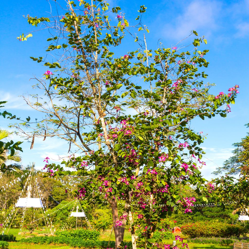 Bauhinia purpurea - Orchideenbaum