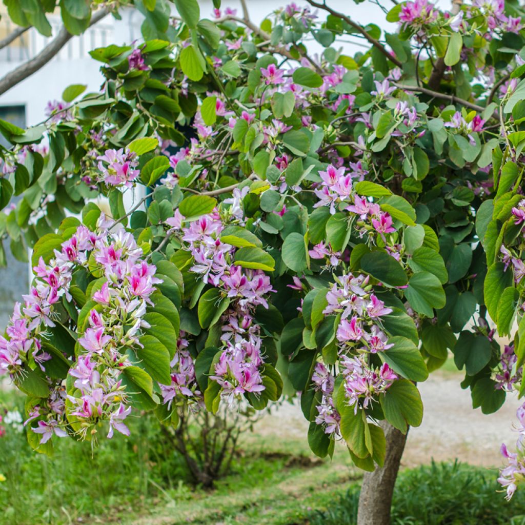 Arbre aux orchidées - Bauhinia variegata