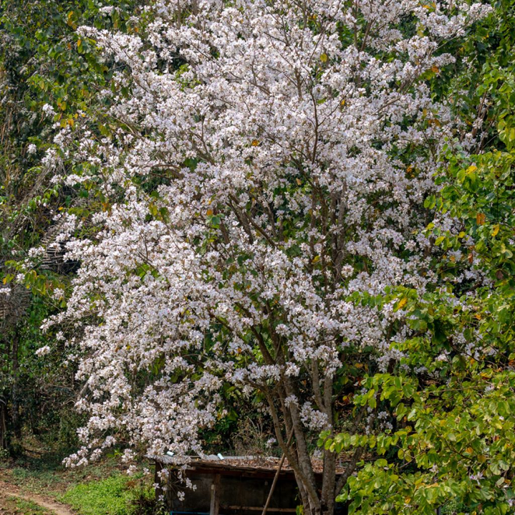 Arbre aux orchidées - Bauhinia variegata