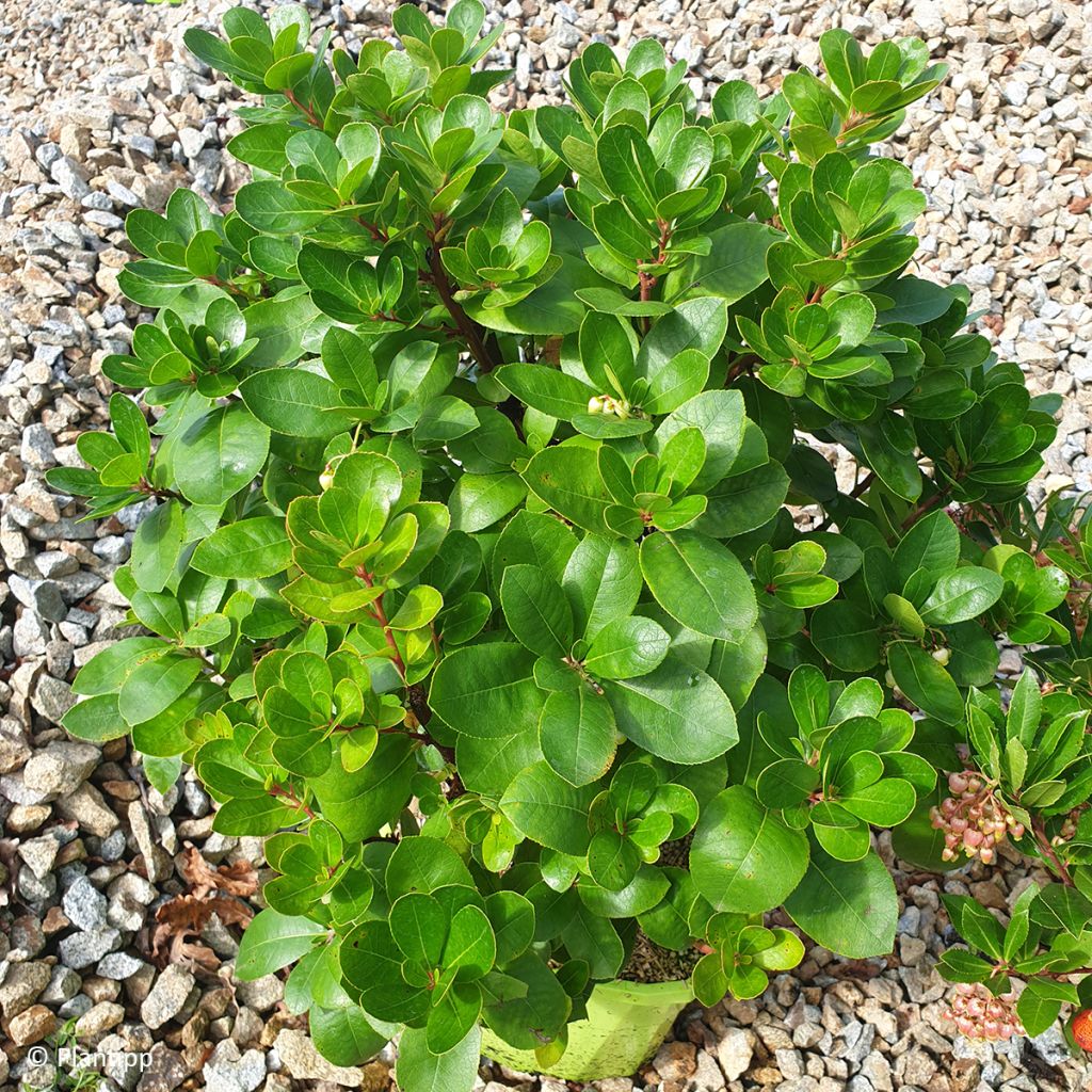 Arbutus unedo Peace and Love - Westlicher Erdbeerbaum