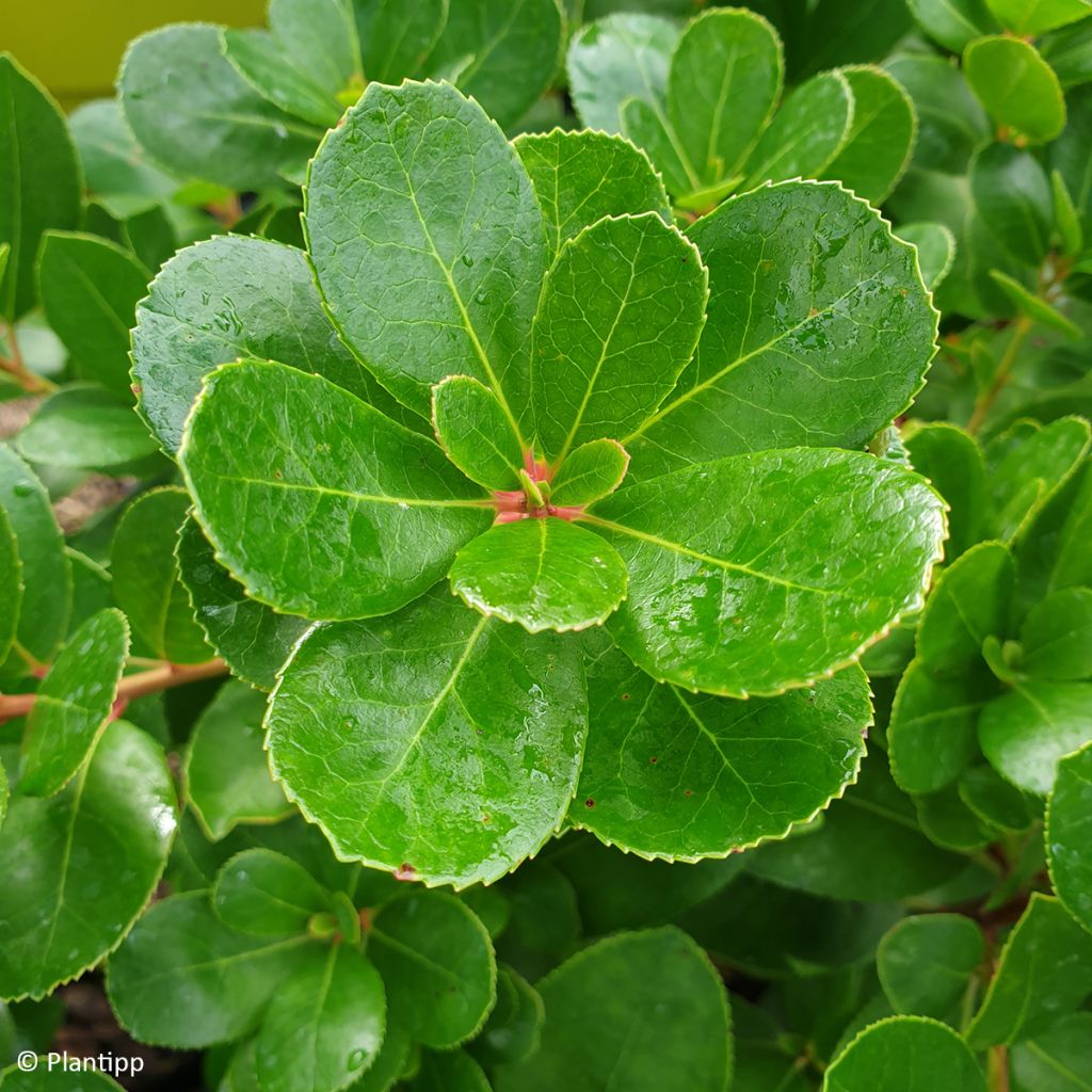 Arbutus unedo Peace and Love - Westlicher Erdbeerbaum
