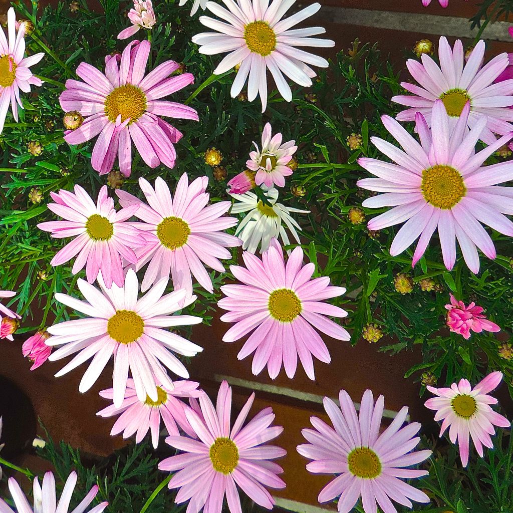 Kanarische Strauch-Margerite Gill s Pink - Argyranthemum