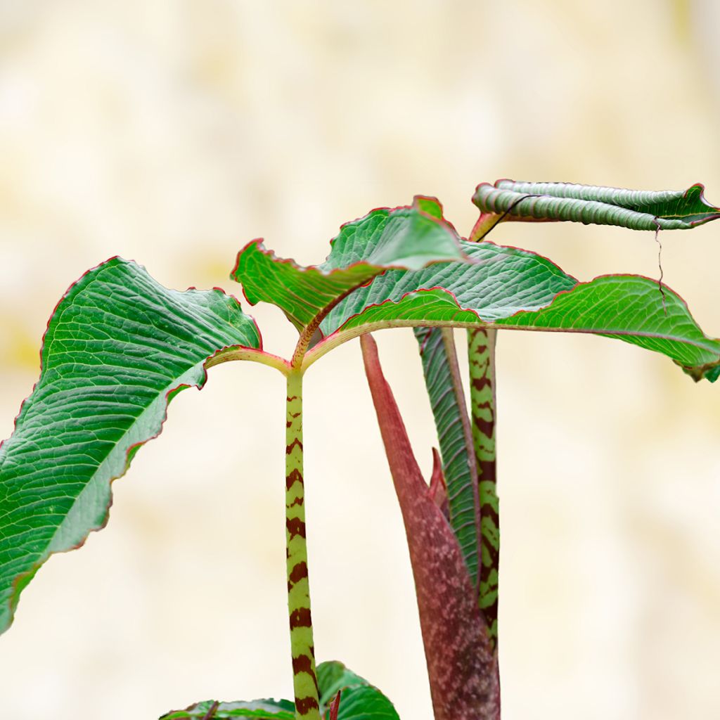 Arisaema speciosum - Feuerkolben
