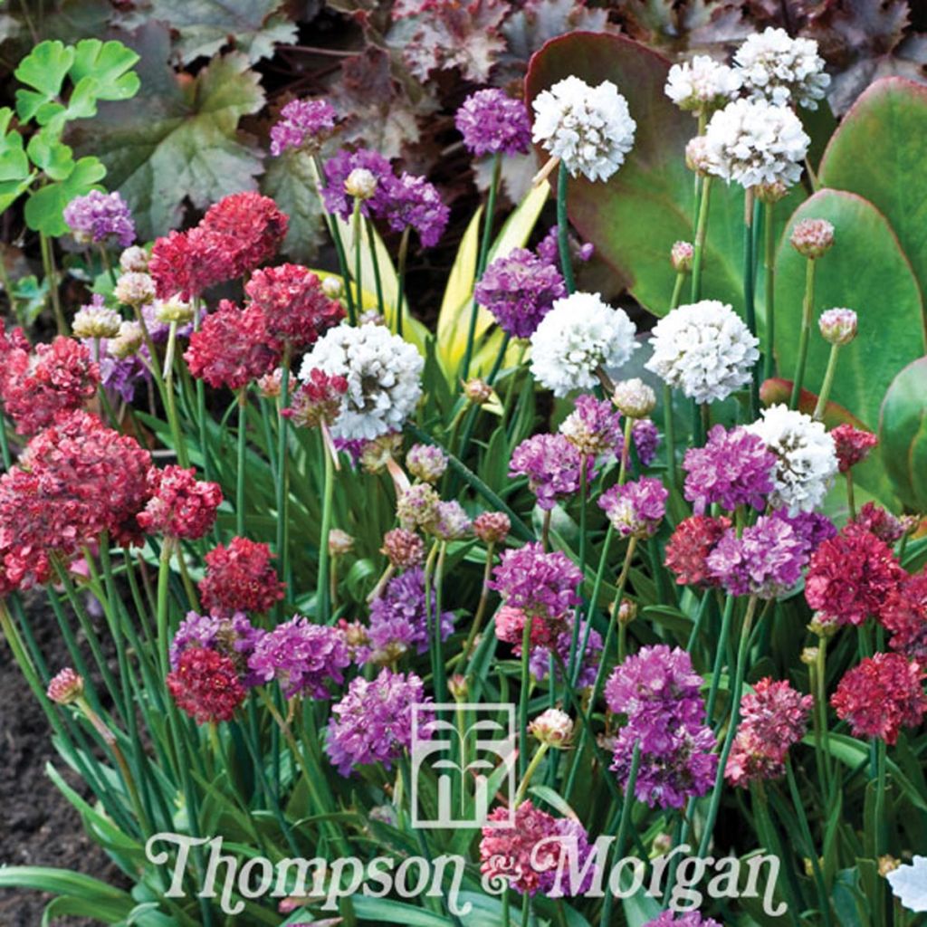 Armeria pseudarmeria Ballerina Mixed (Samen) - Strand-Grasnelke