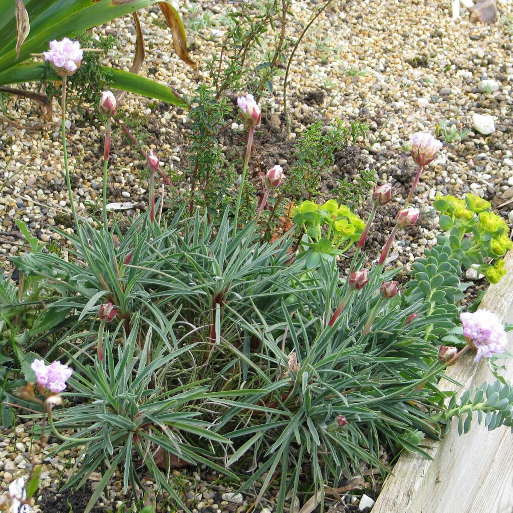 Armeria welwitschii - Portugiesische Grasnelke