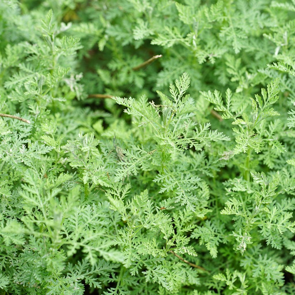 Römischer Wermut - Artemisia pontica