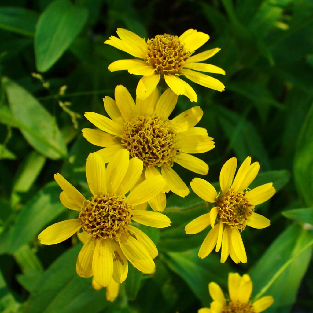 Amerikanische Bergarnika - Arnica chamissonis