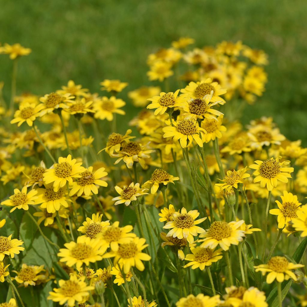 Amerikanische Bergarnika - Arnica chamissonis