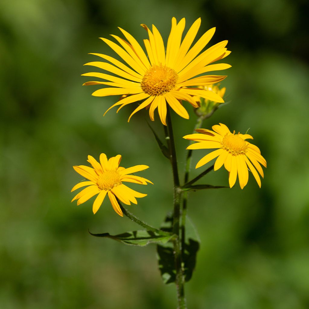 Arnika (Samen) - Arnica montana