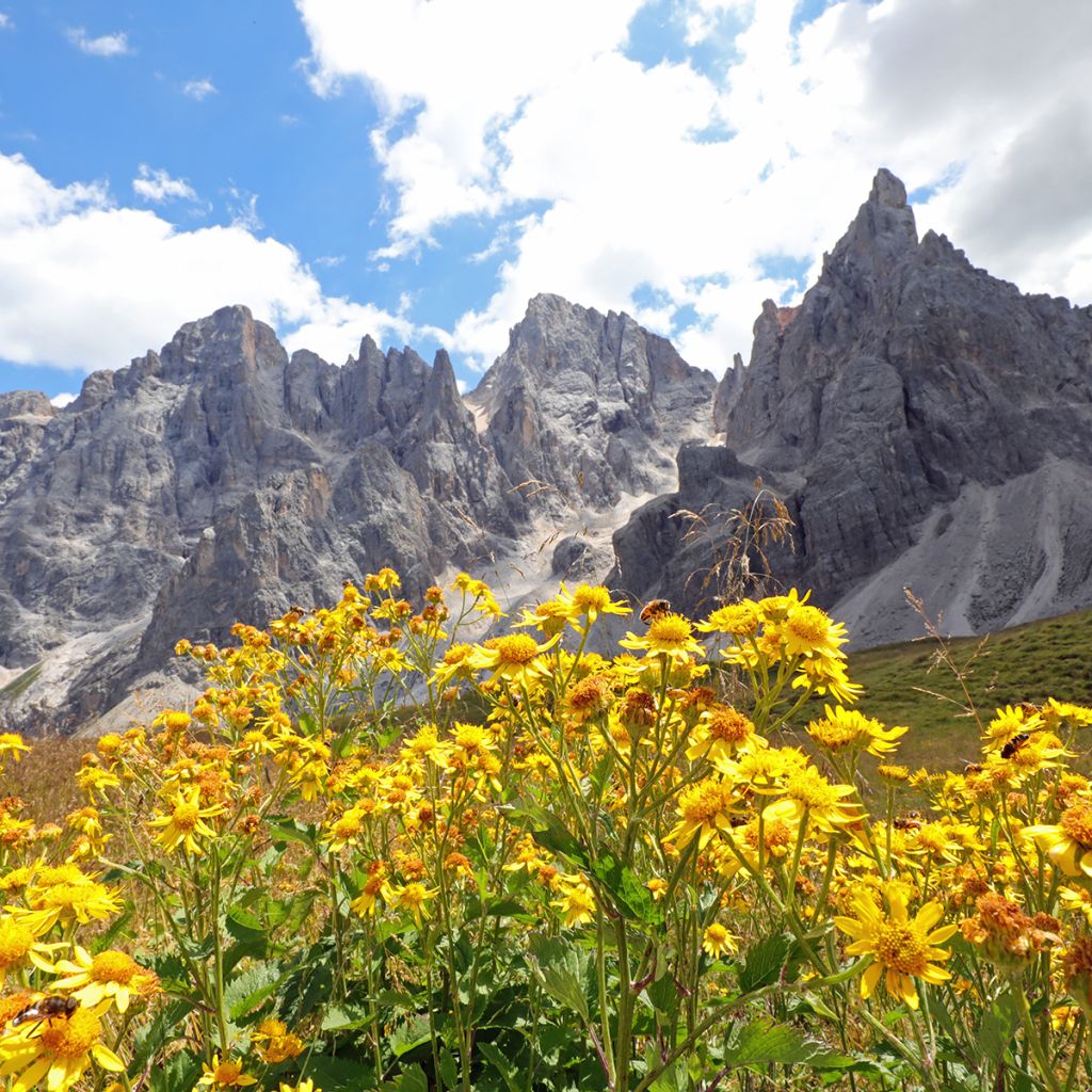 Arnika (Samen) - Arnica montana