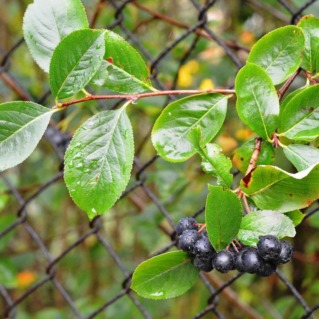 Apfelbeere - Aronia melanocarpa
