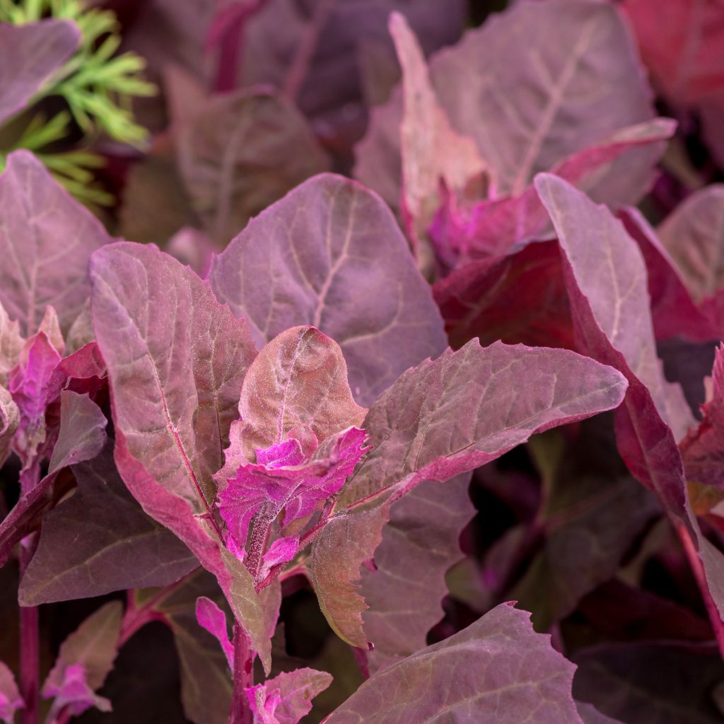 Garten-Melde - Atriplex hortensis