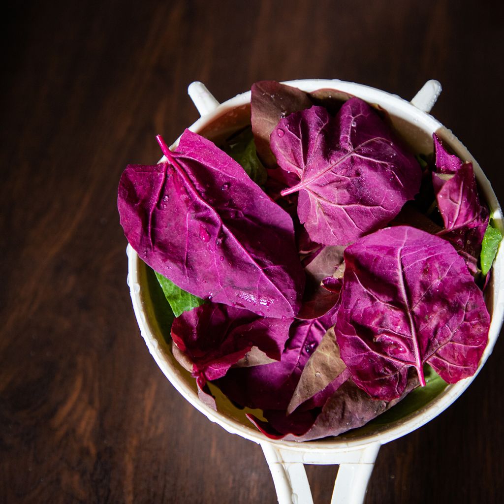 Garten-Melde - Atriplex hortensis