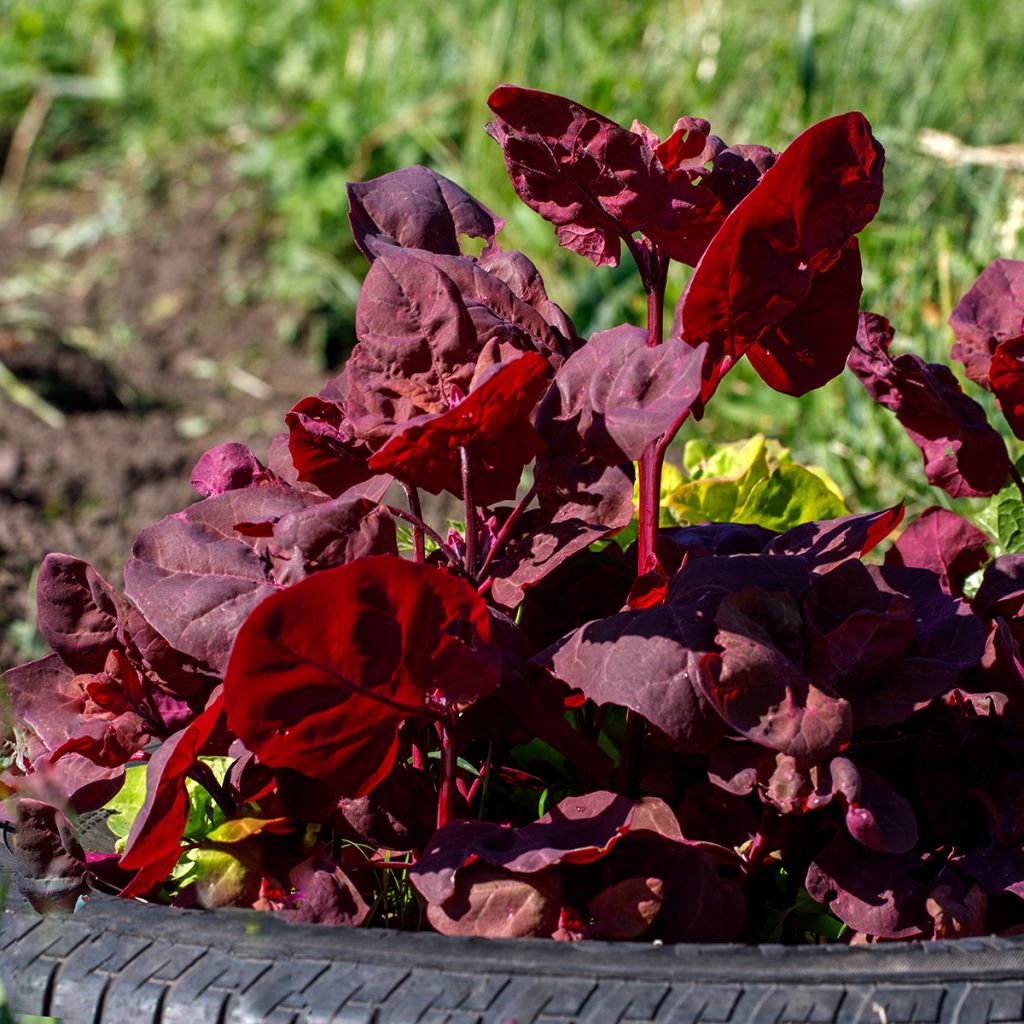 Garten-Melde - Atriplex hortensis