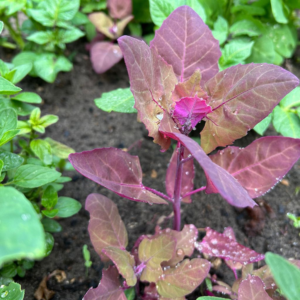 Garten-Melde - Atriplex hortensis