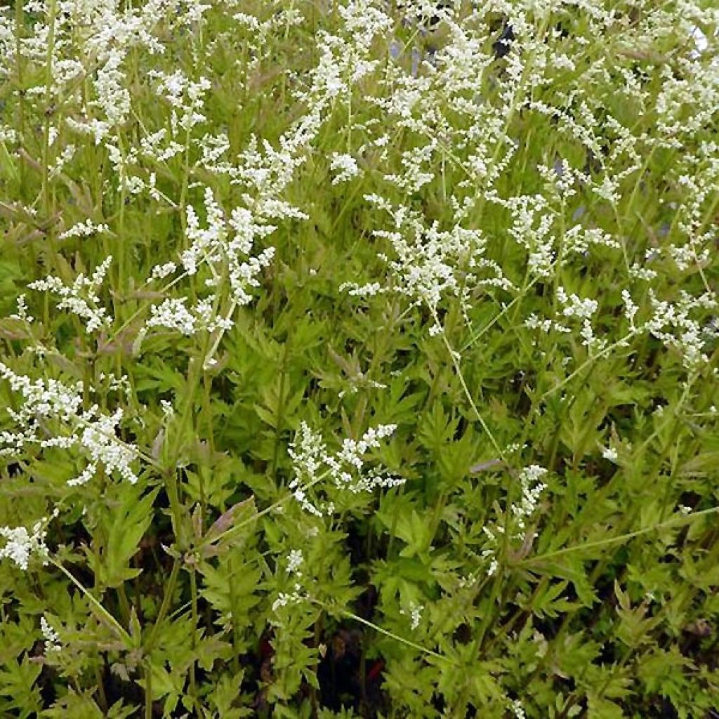 Elfenraute Jim Russel - Artemisia lactiflora