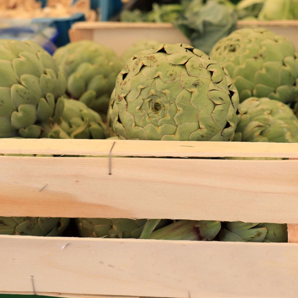 Artischocke Vert de Provence