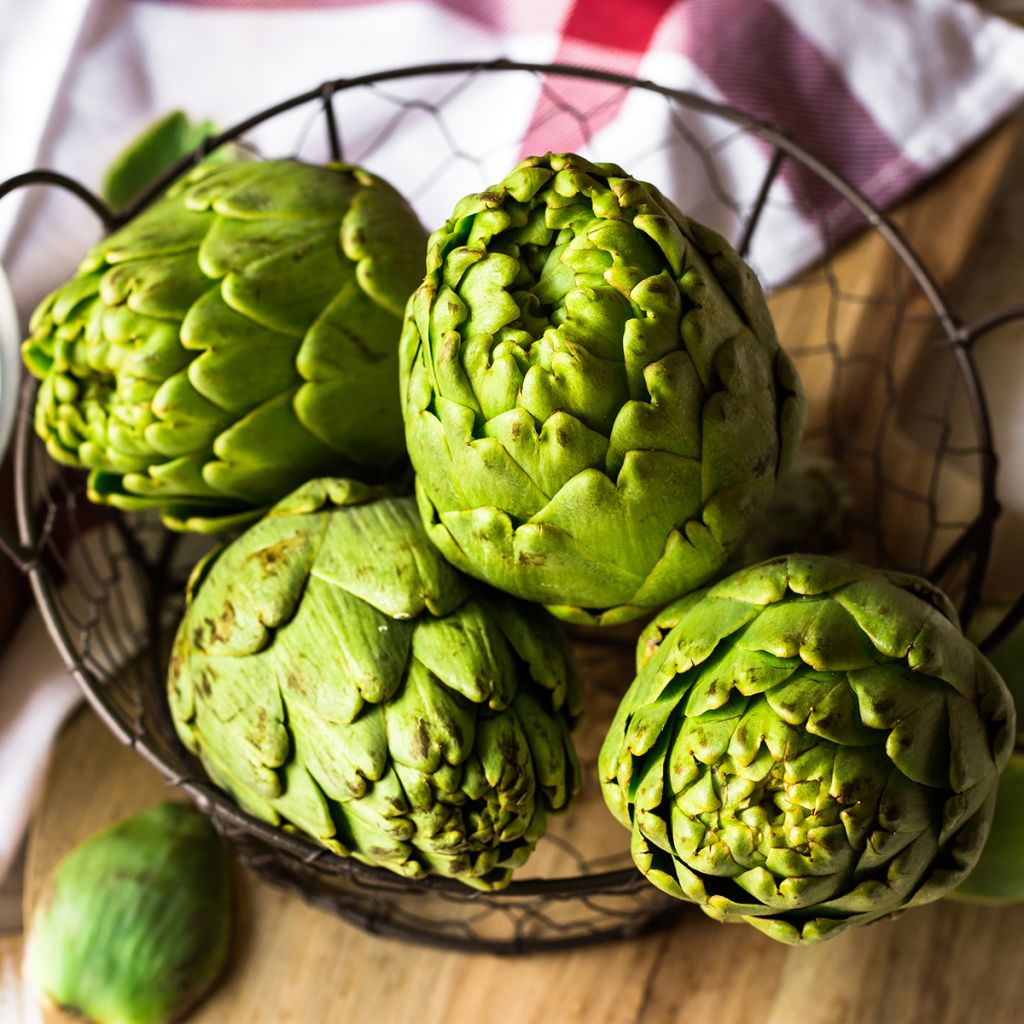 Artischocke Vert de Provence