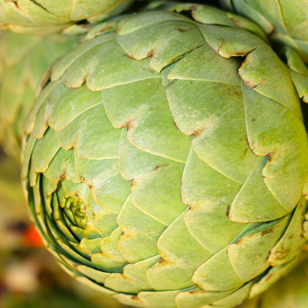 Artischocke Vert de Provence