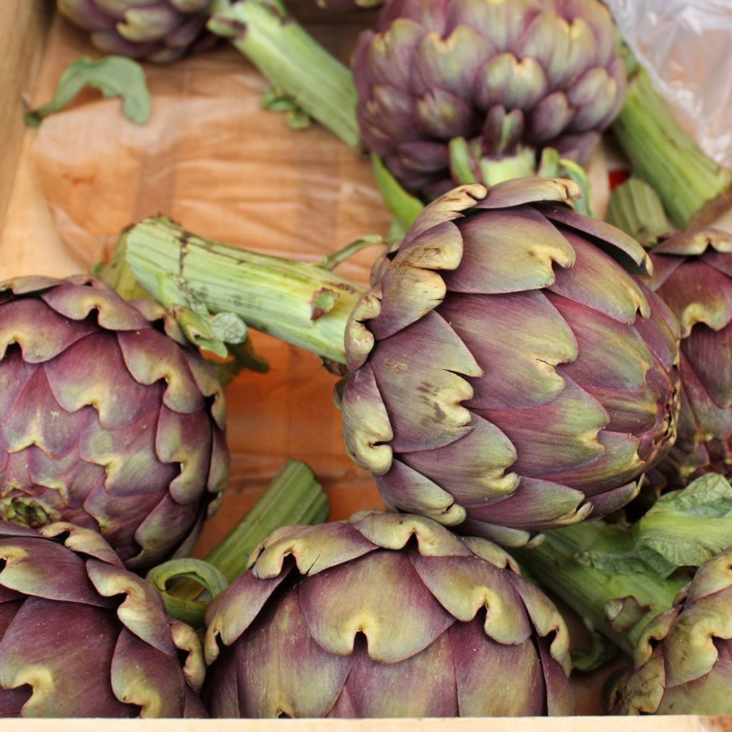 Artischocke Violet de Provence Bio - Ferme de Sainte Marthe
