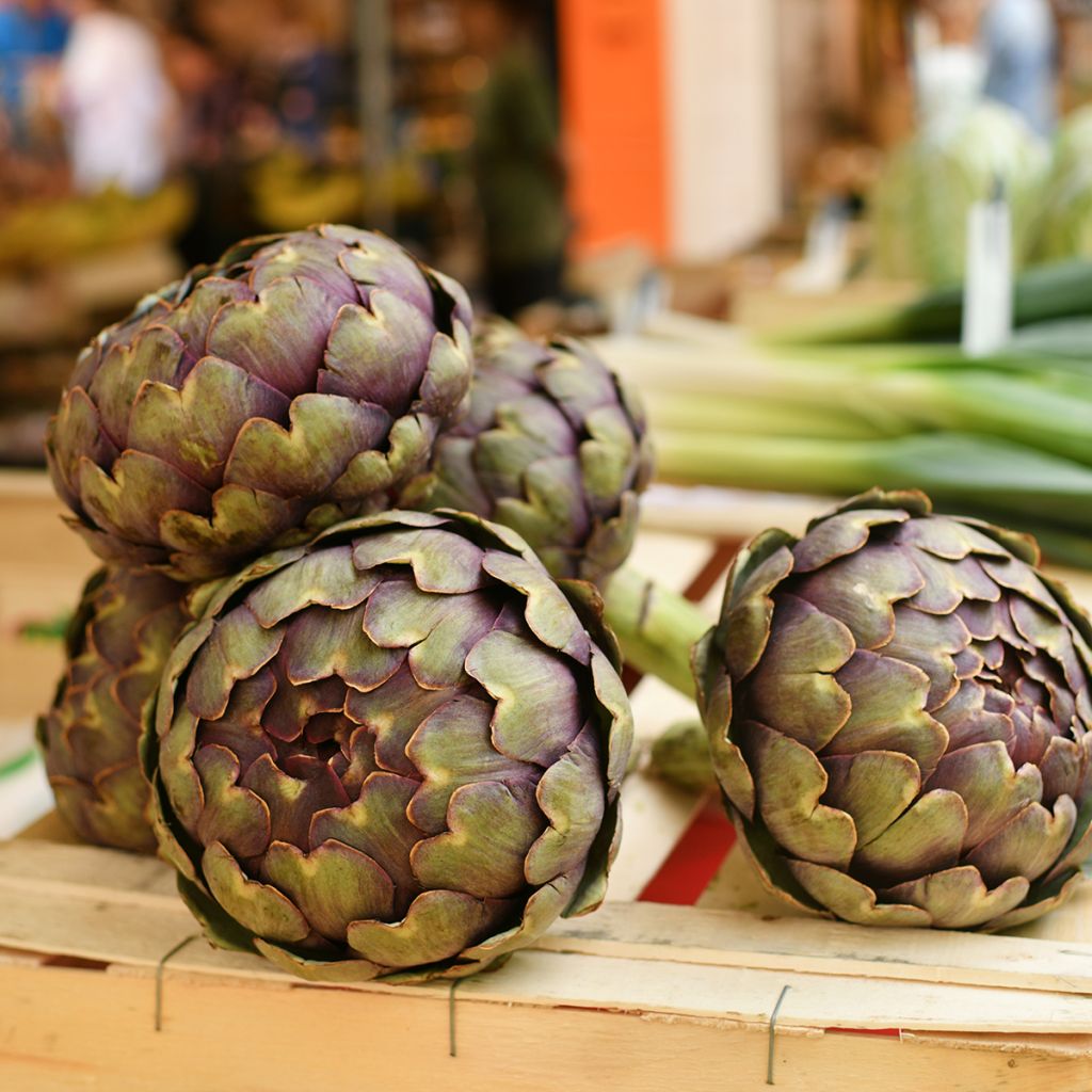 Artischocke Violet de Provence Bio - Ferme de Sainte Marthe