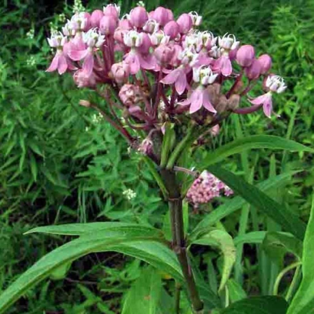 Asclepias incarnata - Rosablühende Seidenpflanze