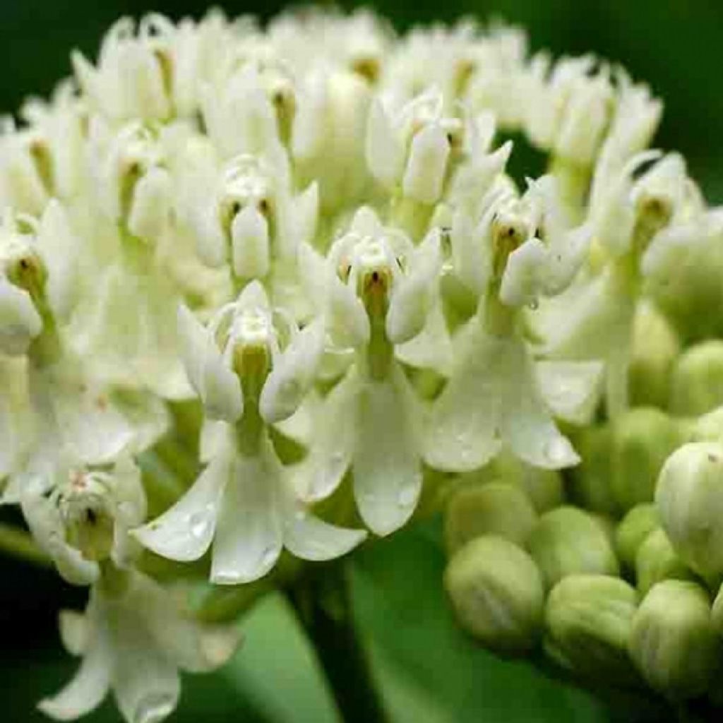Asclepias incarnata Ice Ballet - Weissblühende Seidenpflanze