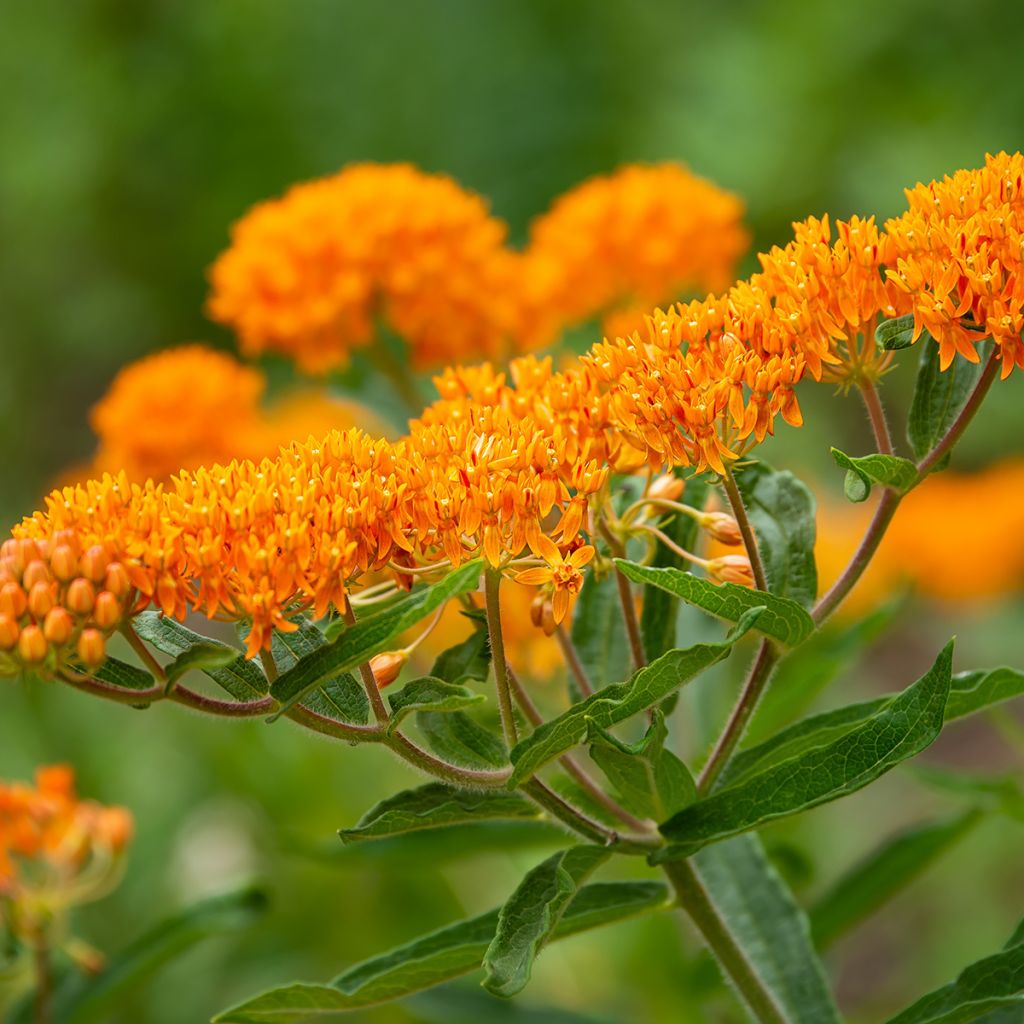 Asclepias tuberosa - Knollige Seidenpflanze