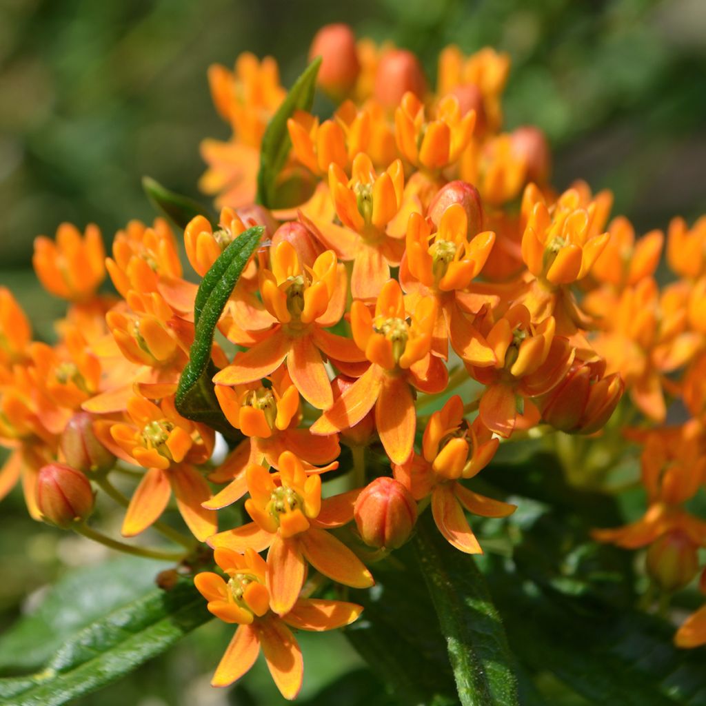 Asclepias tuberosa - Knollige Seidenpflanze