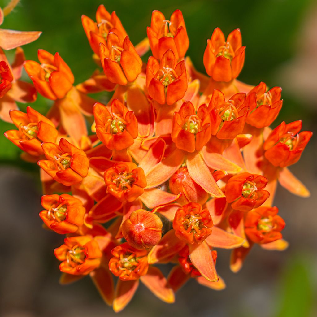 Asclepias tuberosa - Knollige Seidenpflanze