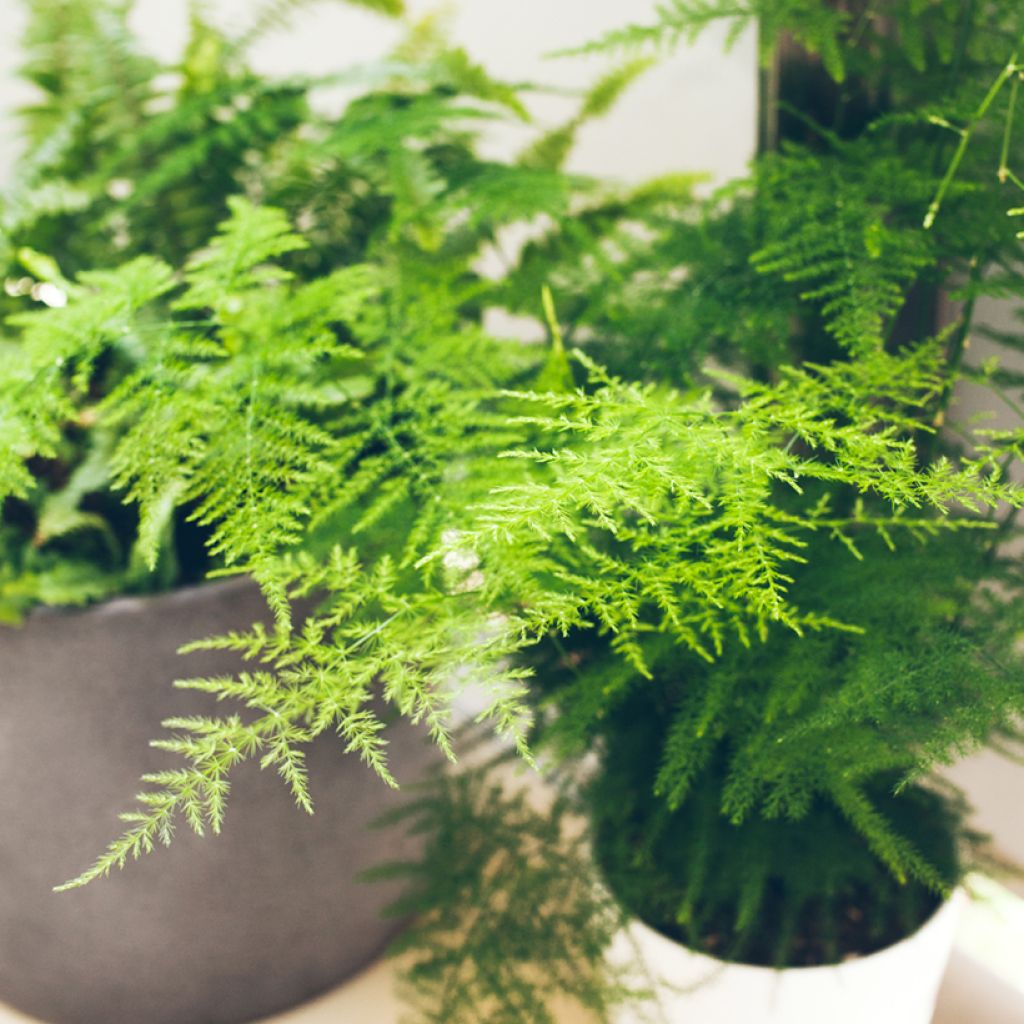 Asparagus plumosus - Feder-Spargel