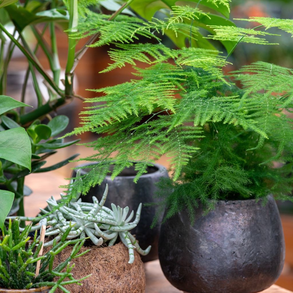 Asparagus plumosus - Feder-Spargel