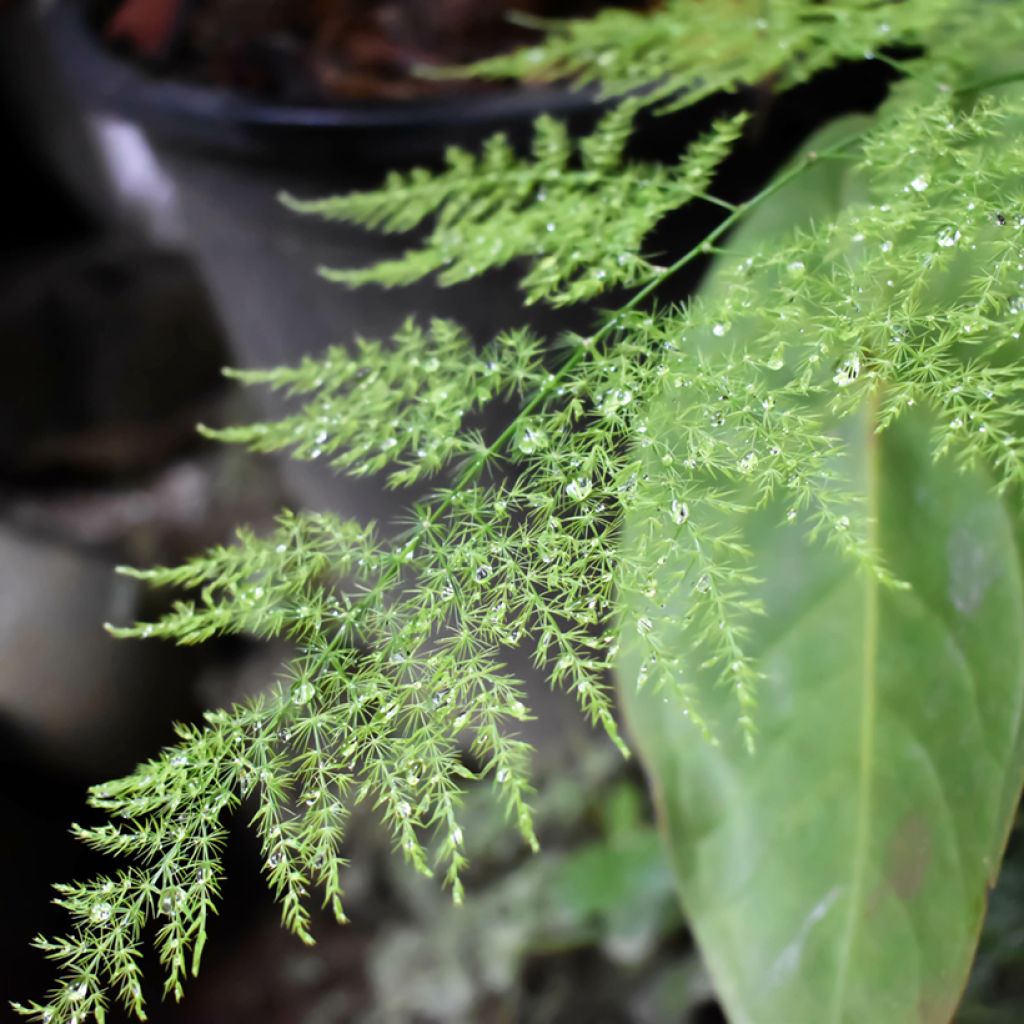 Asparagus plumosus - Feder-Spargel