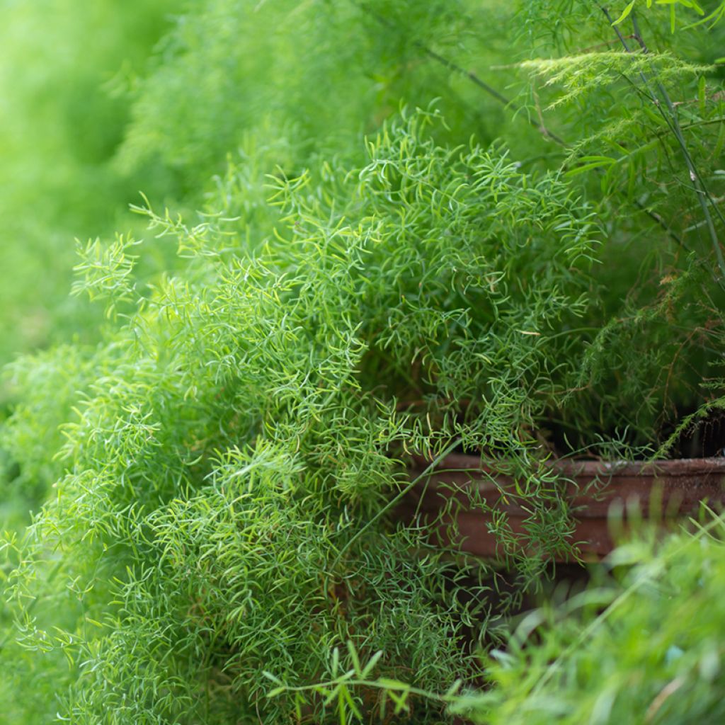 Asparagus sprengeri - Sprengers Zier-Spargel 