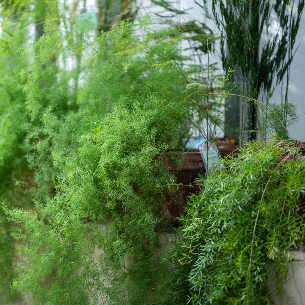 Asparagus sprengeri - Sprengers Zier-Spargel 