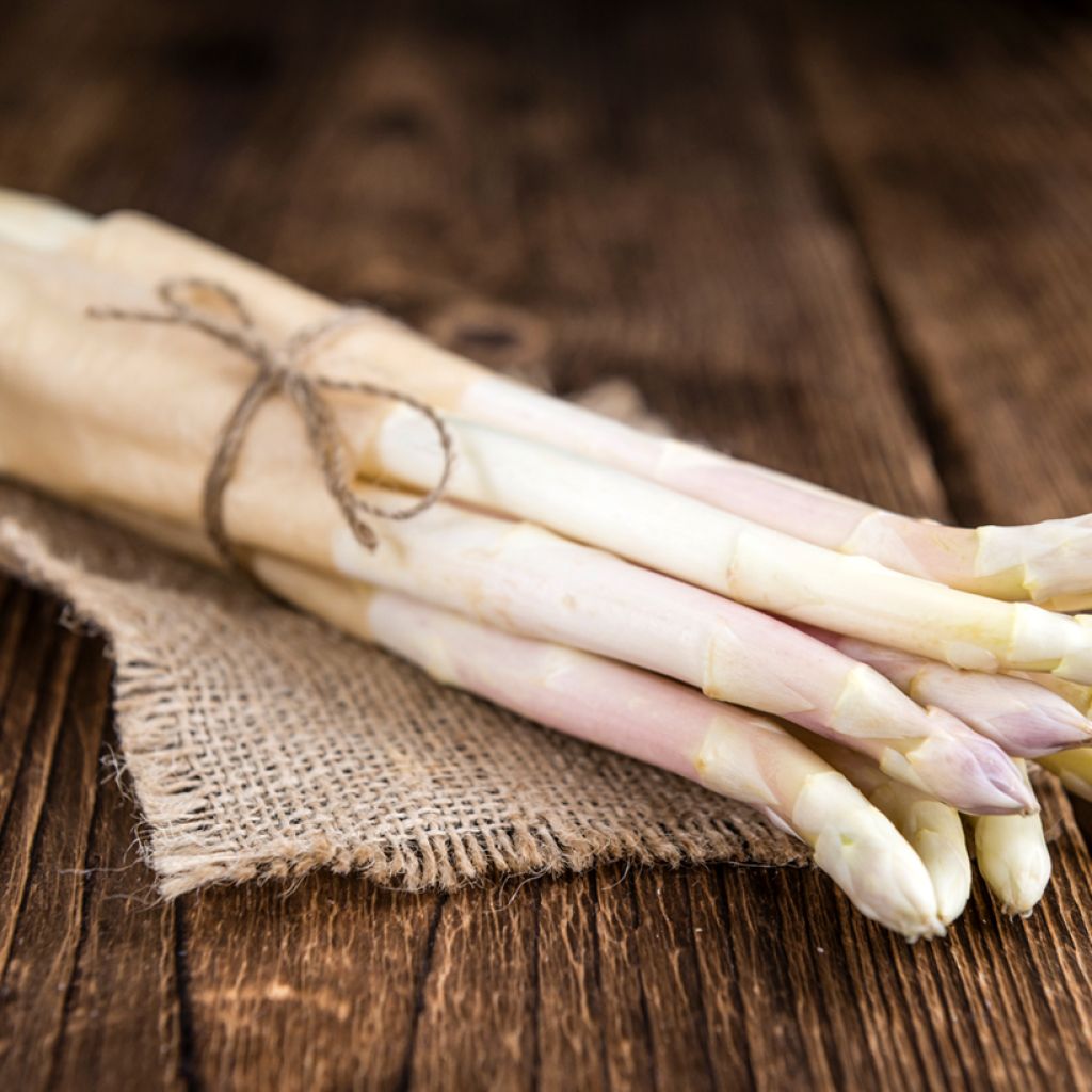 Spargel Emma - Asparagus officinalis