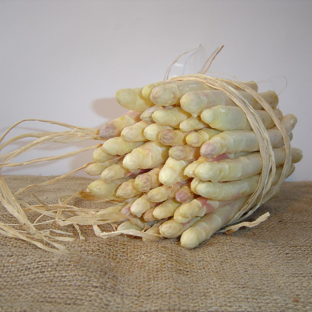 Spargel Emma - Asparagus officinalis