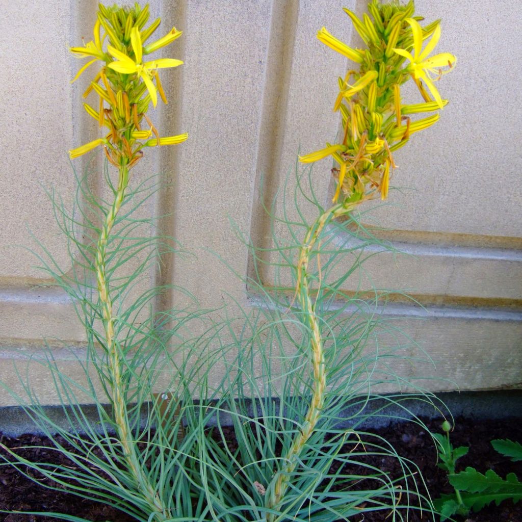 Asphodeline liburnica - Liburnischer Affodill