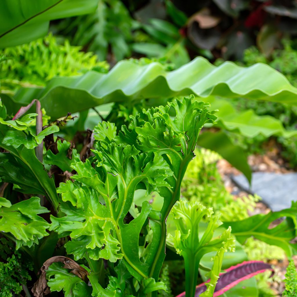 Asplenium antiquum Leslie - Vogel-Nestfarn