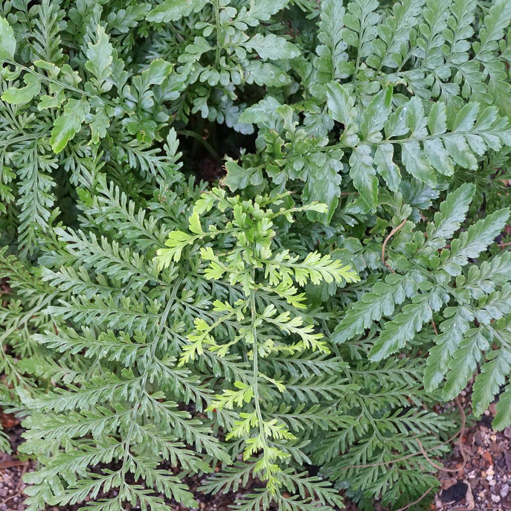 Asplenium Parvati - Vogel-Nestfarn