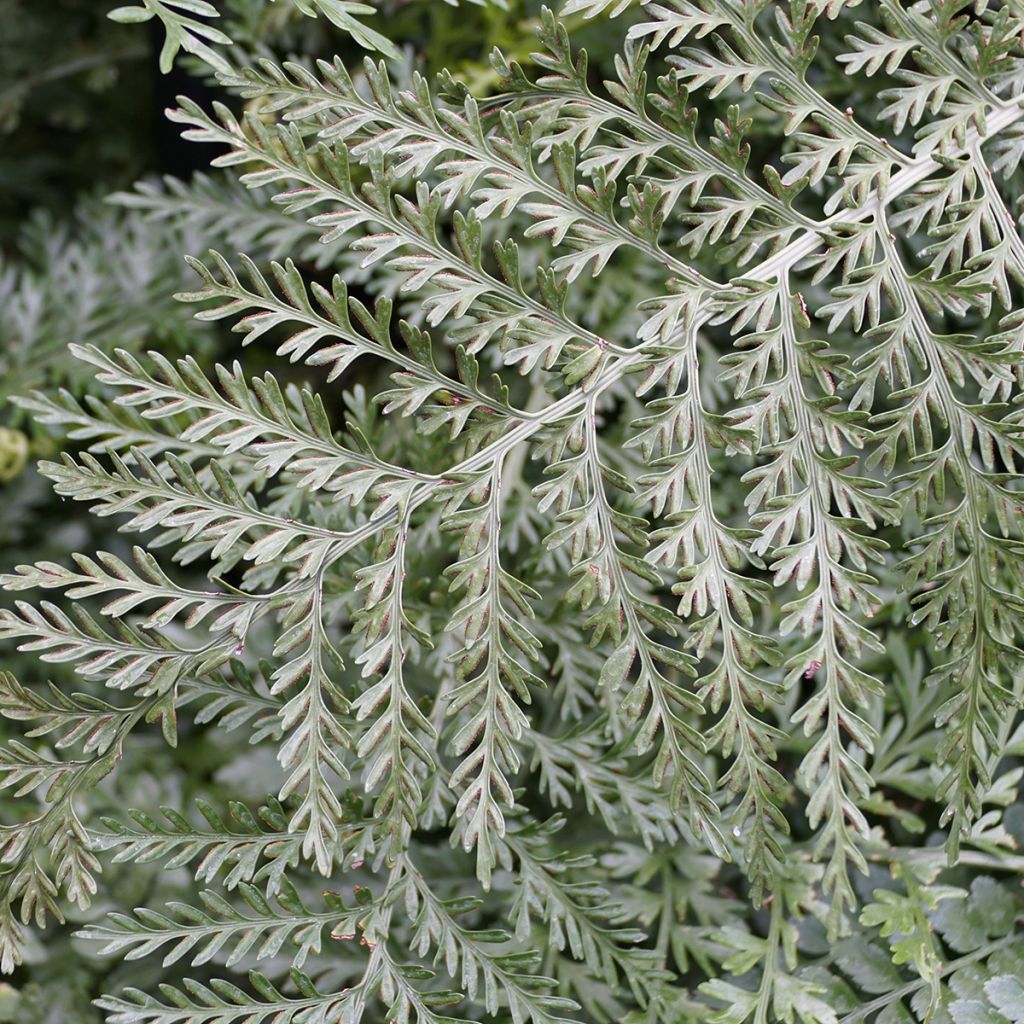 Asplenium Parvati - Vogel-Nestfarn