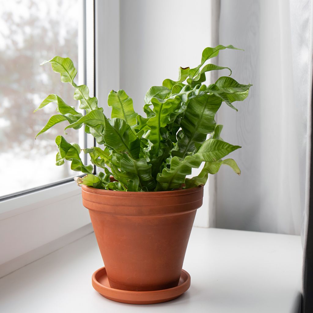 Asplenium nidus Crispy Wave - Vogel-Nestfarn