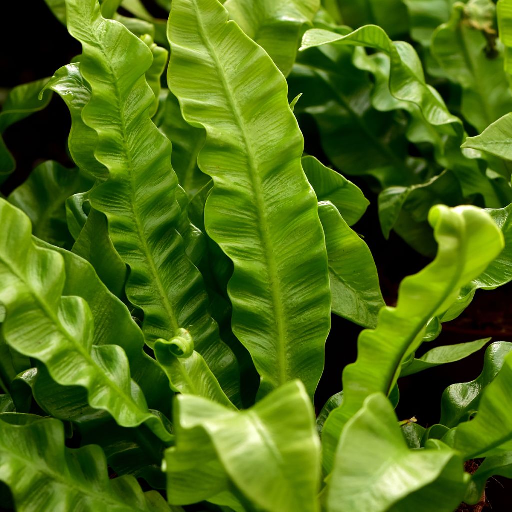 Asplenium nidus Crispy Wave - Vogel-Nestfarn