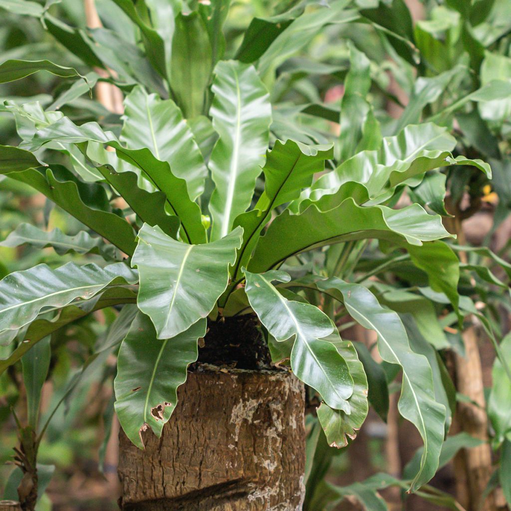Asplenium nidus - Vogel-Nestfarn