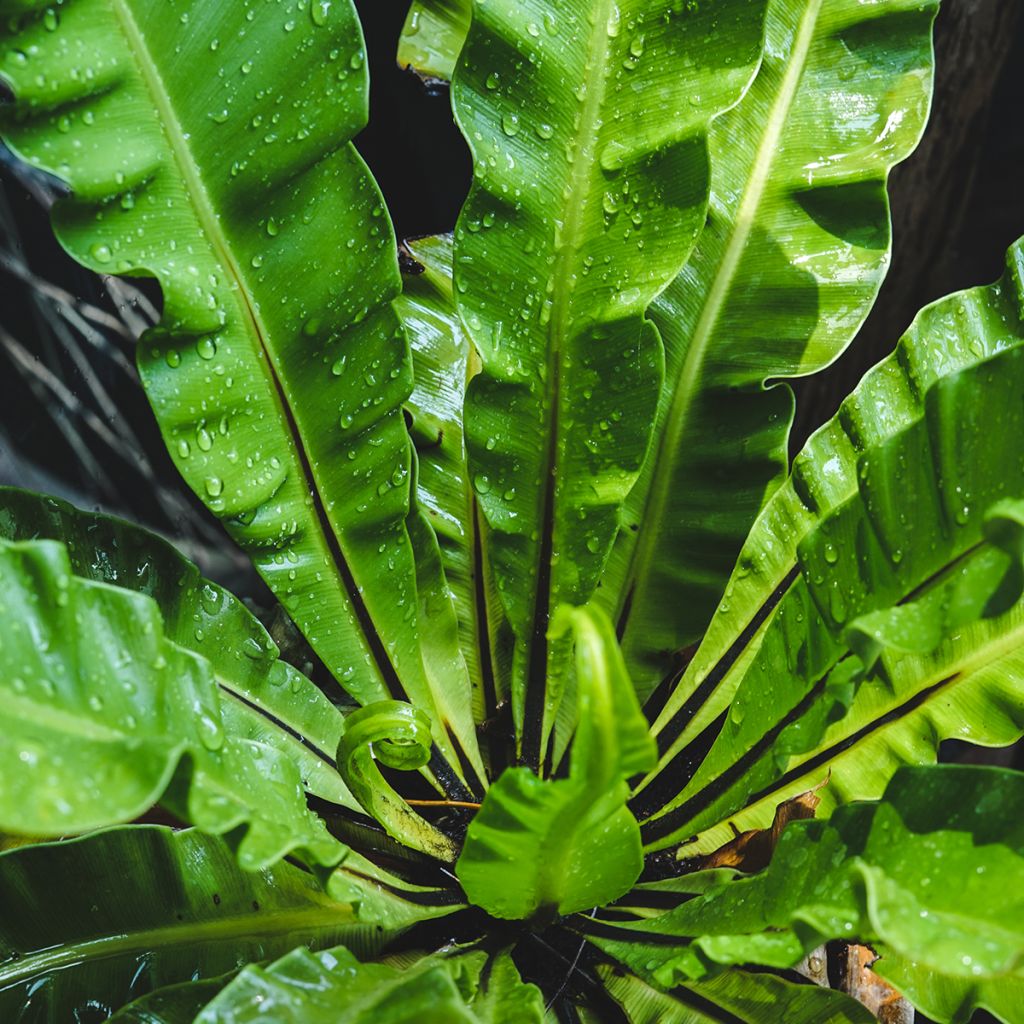 Asplenium nidus - Vogel-Nestfarn