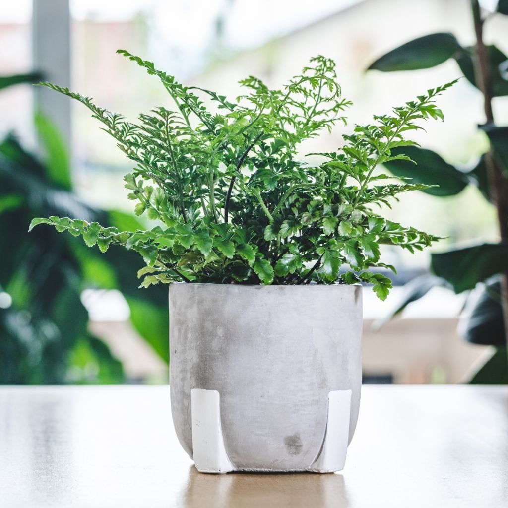 Asplenium Parvati - Vogel-Nestfarn