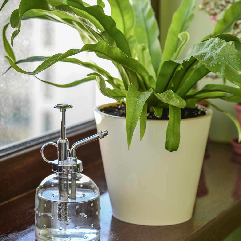 Asplenium nidus - Vogel-Nestfarn