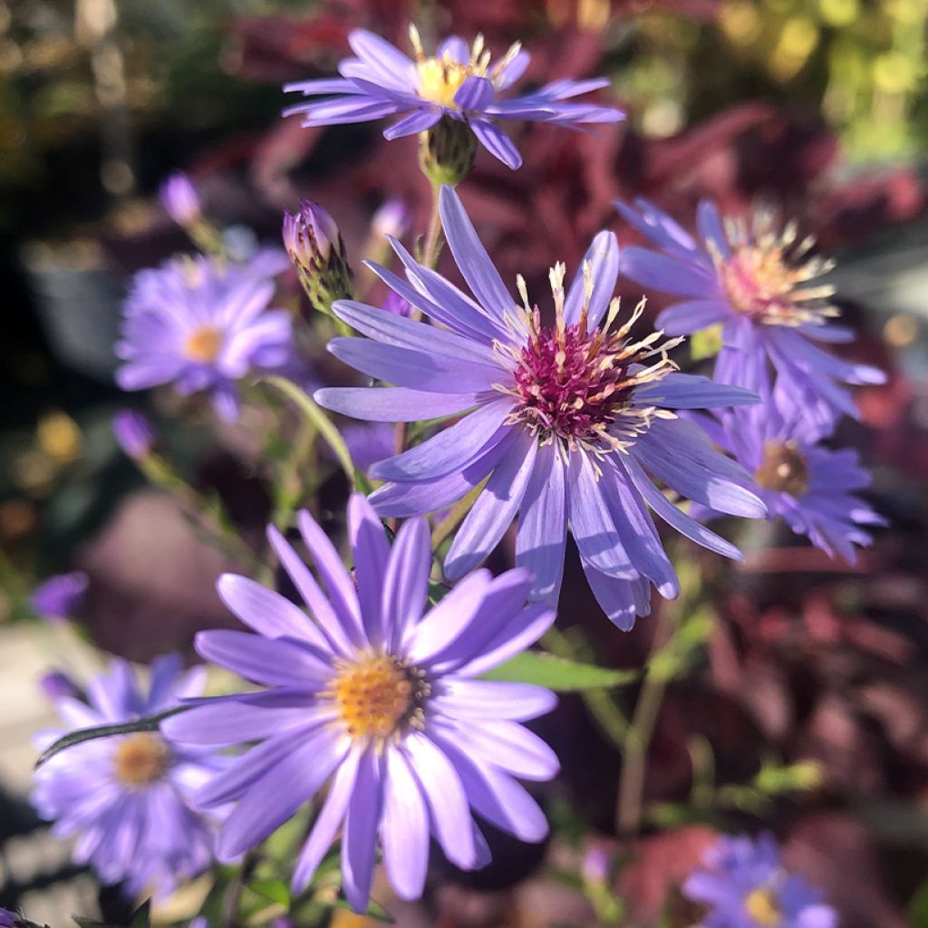 Aster cordifolius Blue Heaven