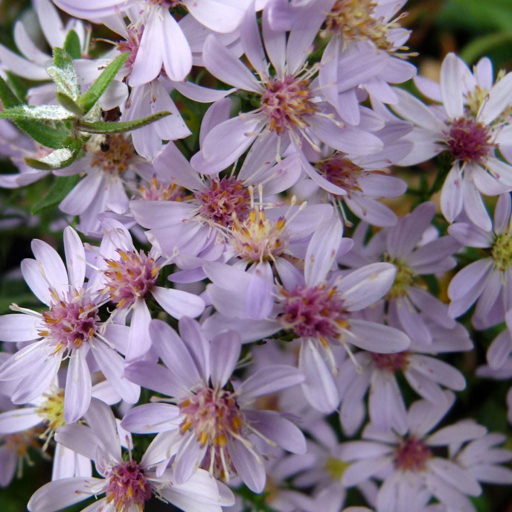 Aster cordifolius Blutenregen - Schleieraster